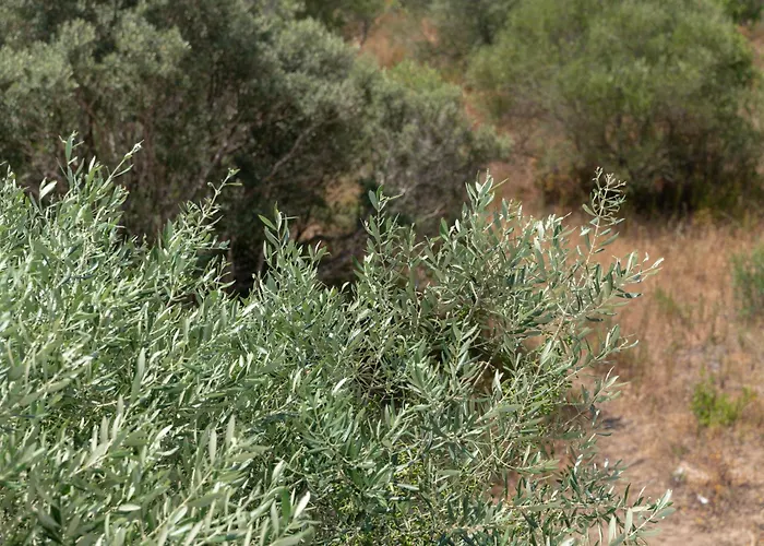 Apartman Dimore Tavolara